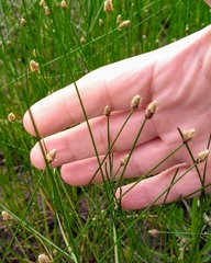 Eleocharis compressa
