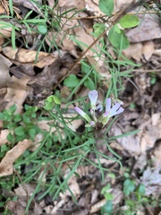 Cardamine dissecta