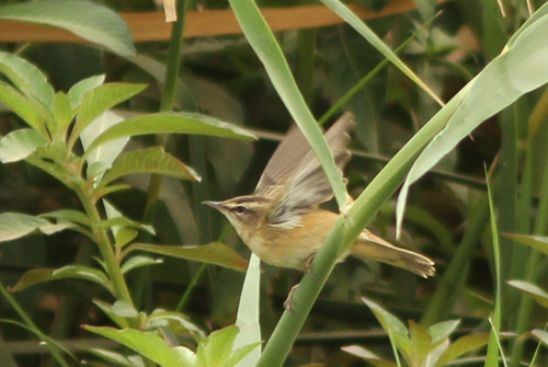 Sedge Warbler