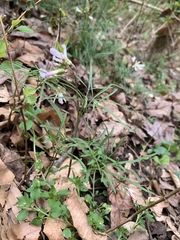 Cardamine dissecta