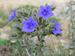 Hydrolea spinosa