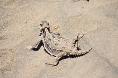 Phrynosoma cerroense