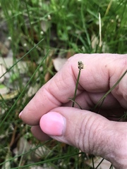 Eleocharis compressa
