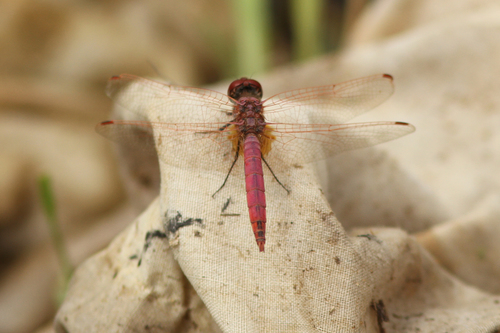 Violet Dropwing