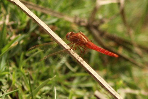 Broad Scarlet