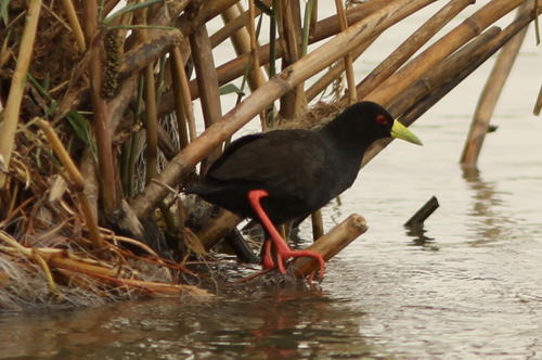 Black Crake