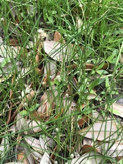 Eleocharis compressa