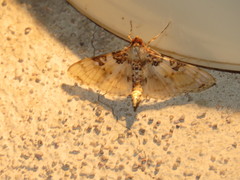 Azochis