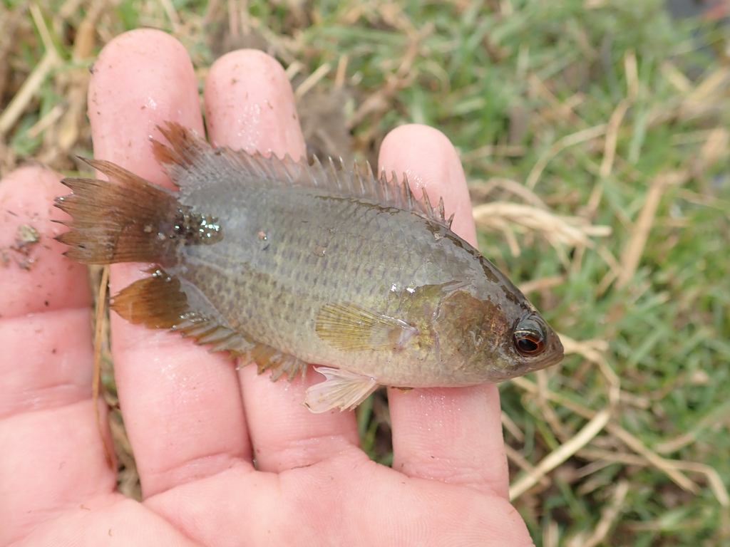 Spotted ctenopoma (Ctenopoma petherici) — Anabantidae