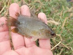 Petherich's Ctenopoma photo 2