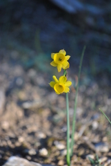Narcissus assoanus