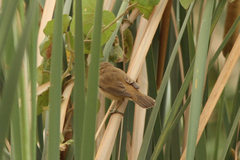 Acrocephalus scirpaceus