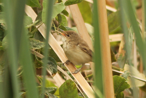 Common Reed Warbler
