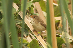 Acrocephalus scirpaceus