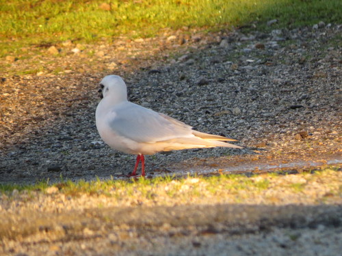 Gaviota rosada (Rhodostethia rosea)