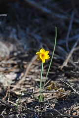 Narcissus assoanus