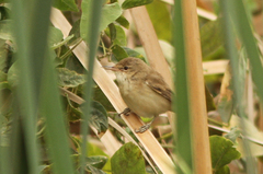 Acrocephalus scirpaceus
