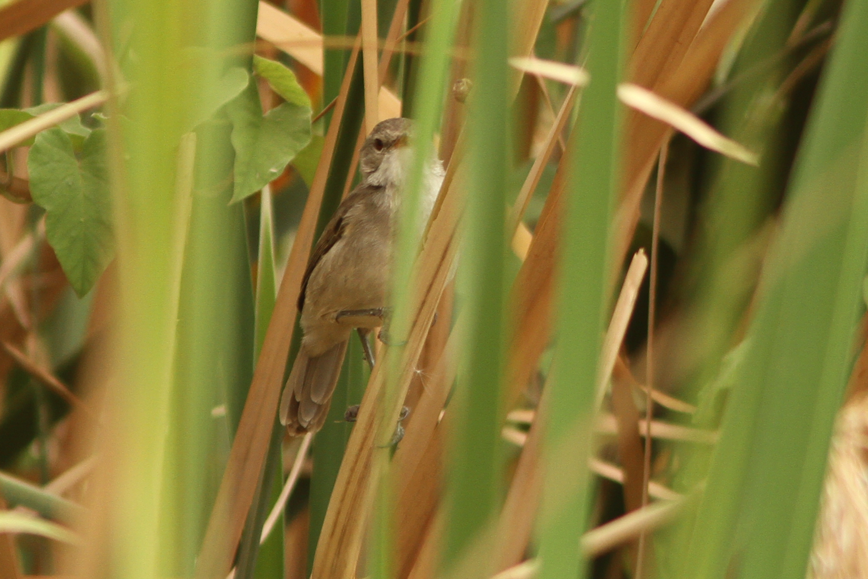 Greater Swamp Warbler (Acrocephalus rufescens), photo 3