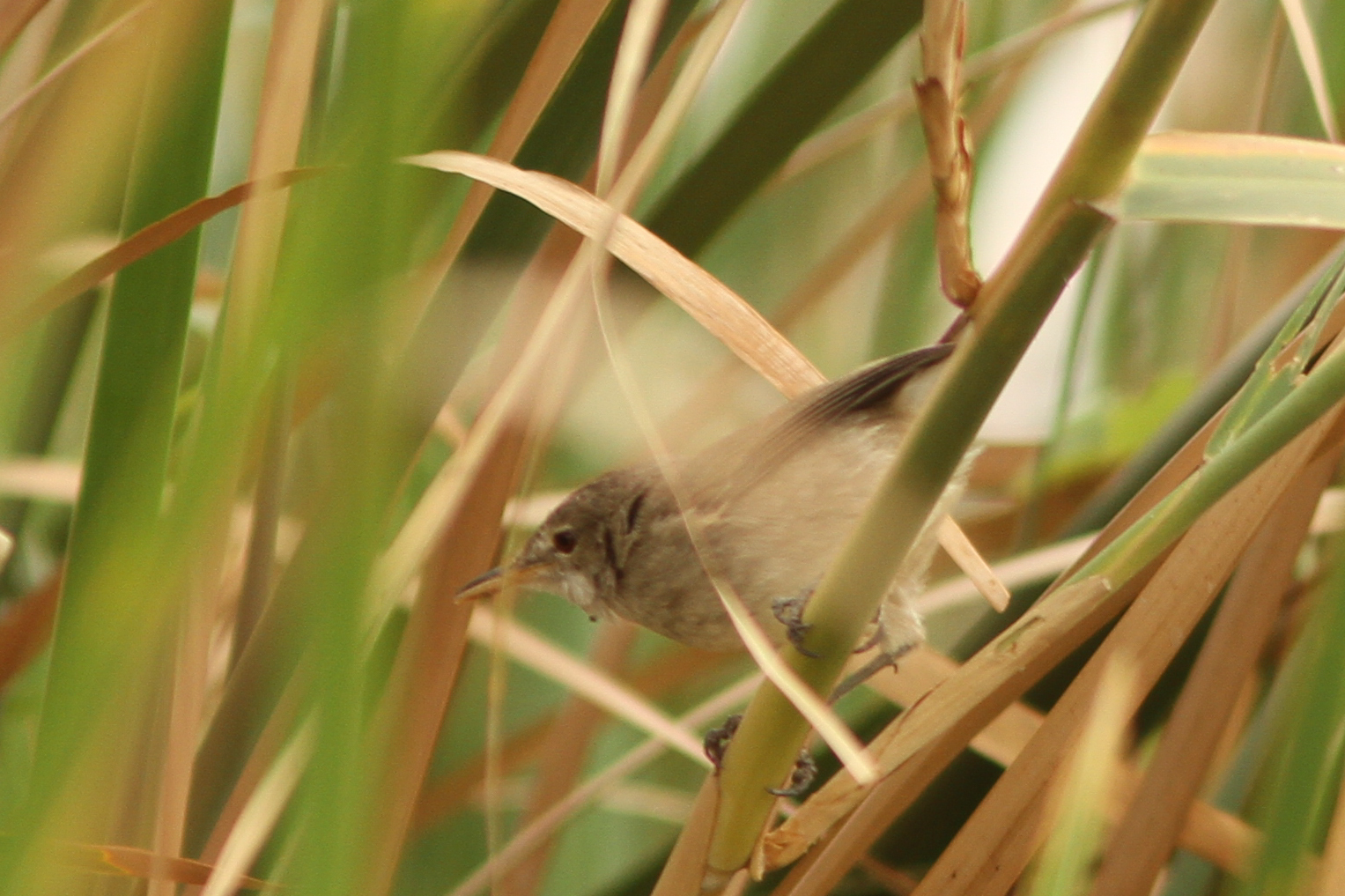 Greater Swamp Warbler (Acrocephalus rufescens), photo 2