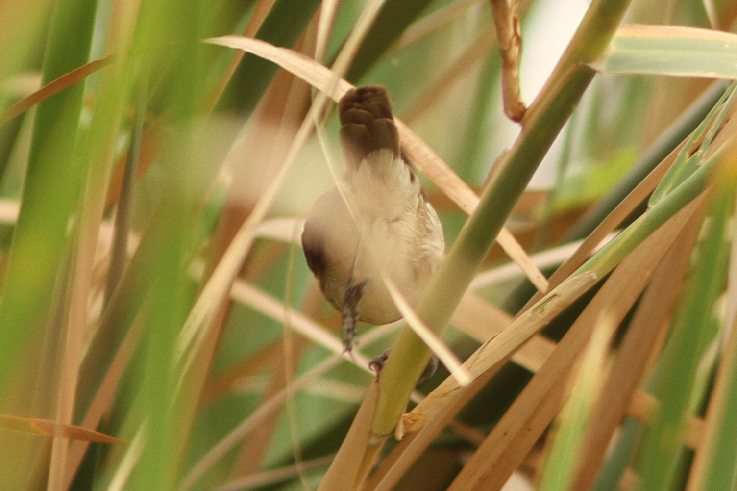 Greater Swamp Warbler (Acrocephalus rufescens), photo 4