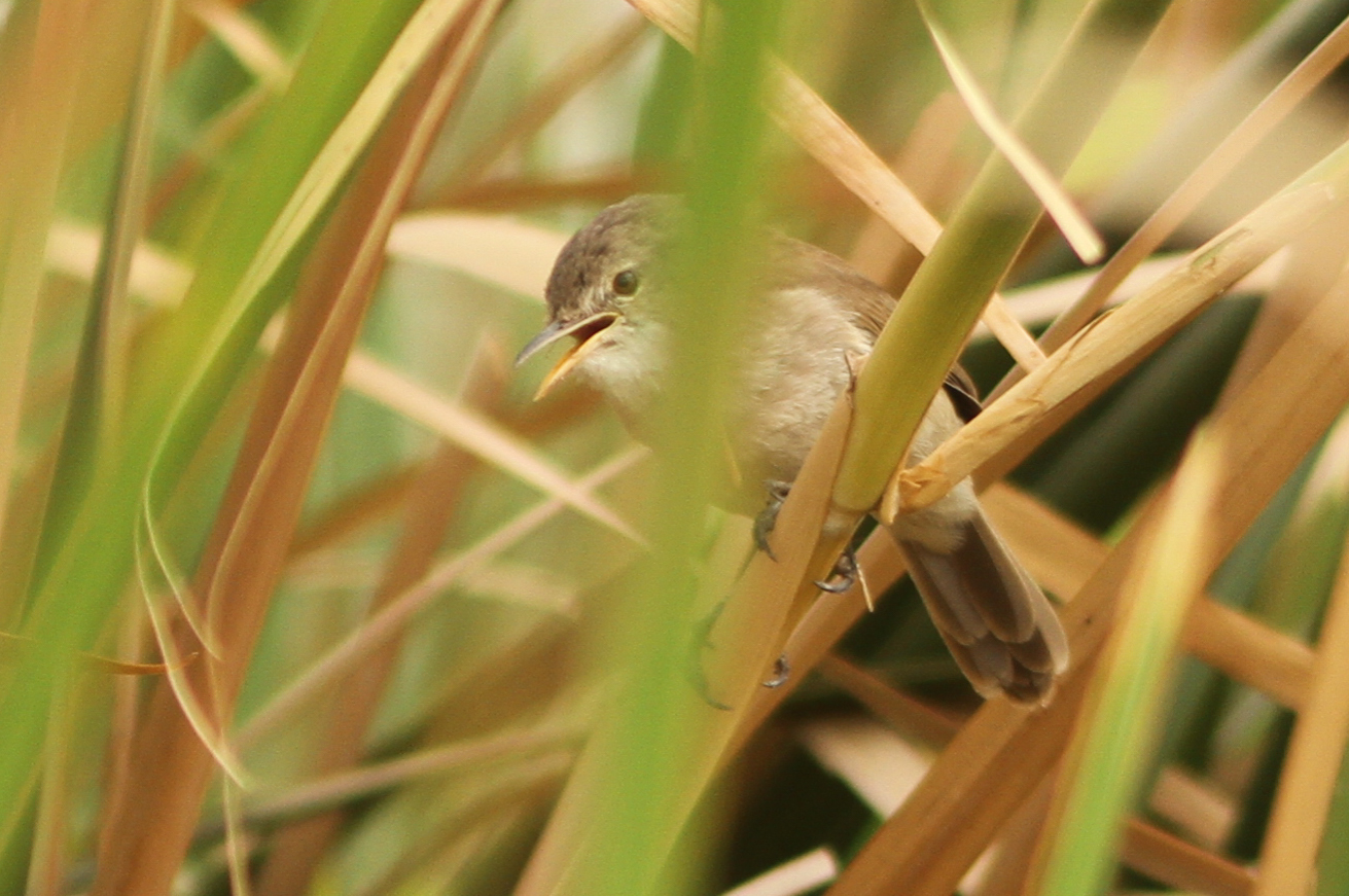 Greater Swamp Warbler (Acrocephalus rufescens), photo 5