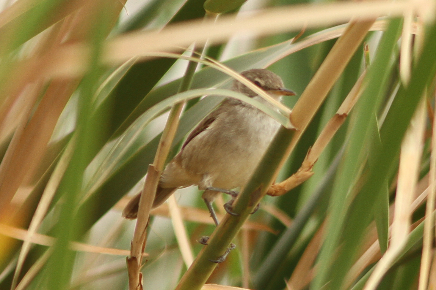 Greater Swamp Warbler (Acrocephalus rufescens), photo 6