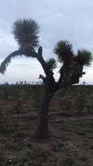 Yucca decipiens