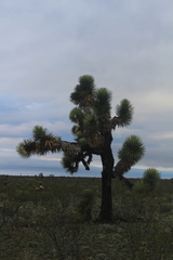 Yucca decipiens