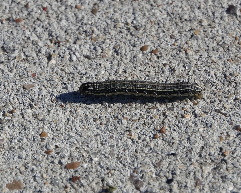 Fall Armyworm Moth from Aransas County, TX, USA on October 17, 2023 at ...