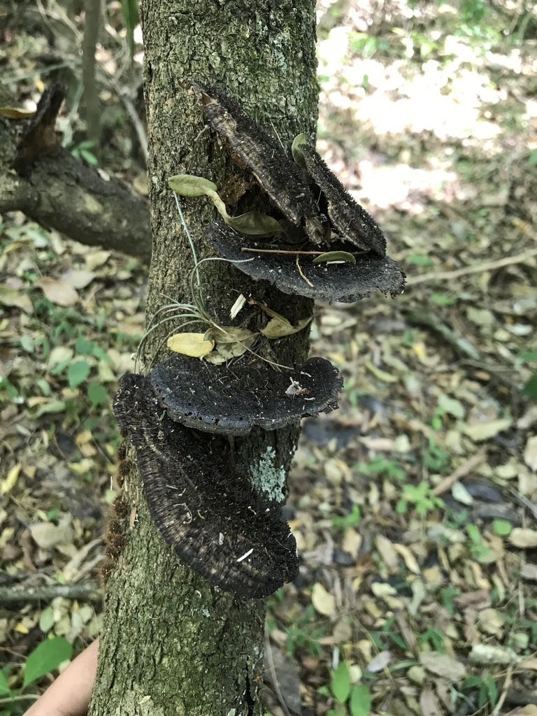 Hexagonia hydnoides · October 2023 · photo: © tutitah (iNaturalist, cc0)