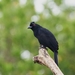 Black Magpie - Photo (c) Dixon Lau, some rights reserved (CC BY-NC), uploaded by Dixon Lau