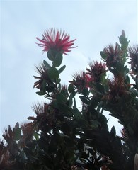 Protea aurea