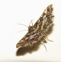 Diasemiopsis ramburialis