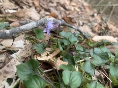 Viola rostrata