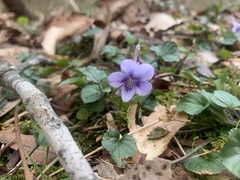 Viola rostrata