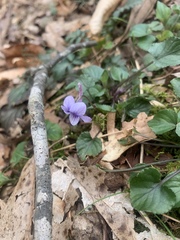 Viola rostrata