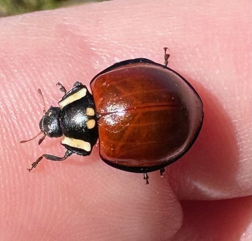 LeConte's Giant Lady Beetle