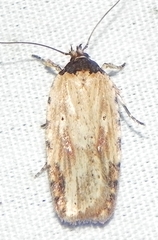 Agonopterix atrodorsella