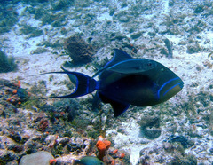 Balistes vetula