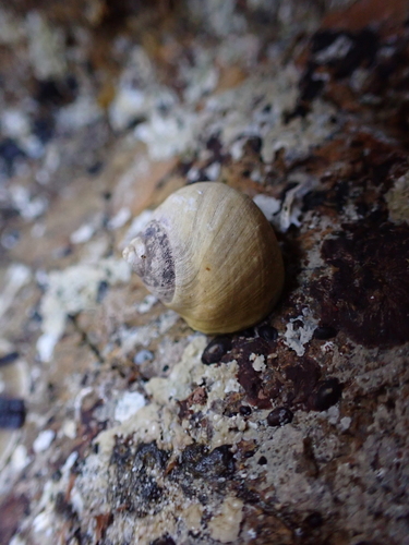 Austrocochlea rudis