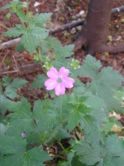 Geranium endressii