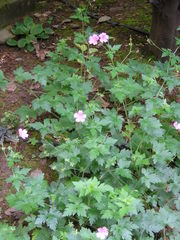 Geranium endressii