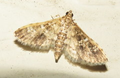 Nomophilini