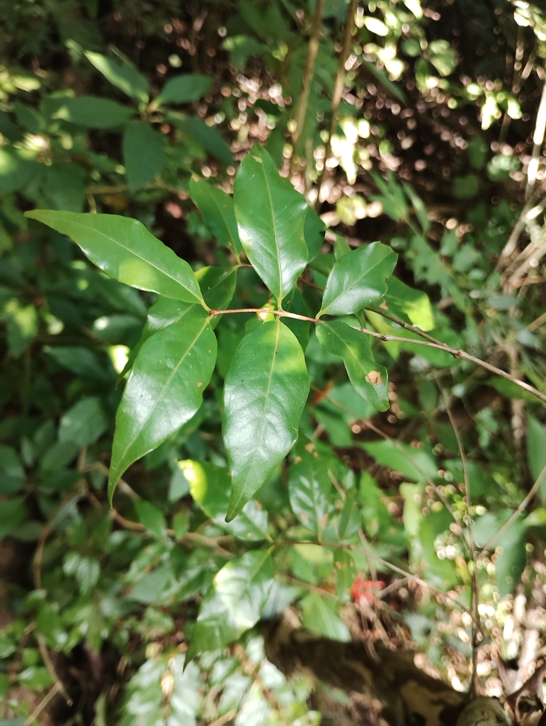 Psidium sartorianum from 97894 Yuc., México on October 17, 2023 at 08: ...