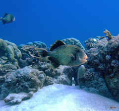 Pseudobalistes flavimarginatus