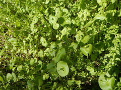Claytonia perfoliata