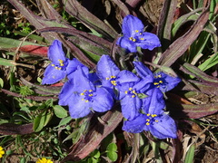Tradescantia subacaulis