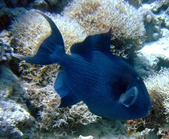 Pseudobalistes fuscus