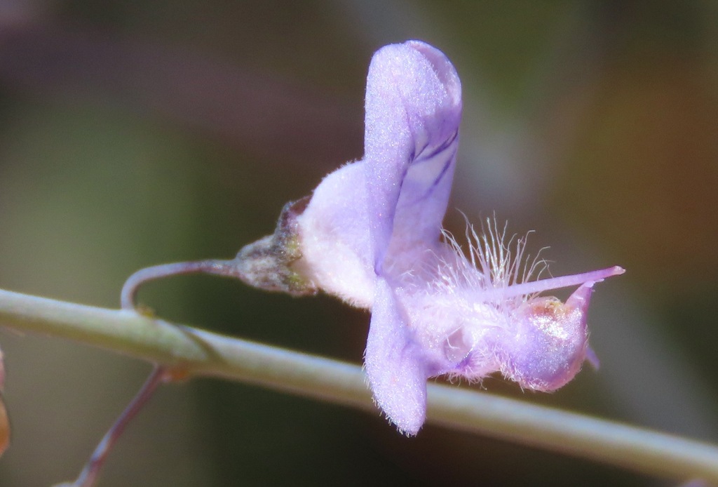Eriope hypenioides