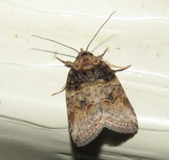 Garella vallata